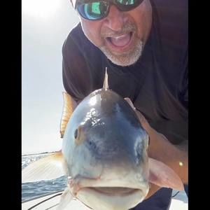 Meet your Posher, Bill